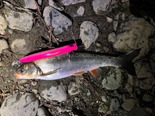 ウグイの釣果