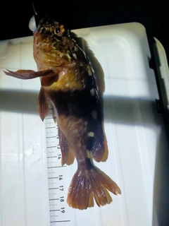 カサゴの釣果