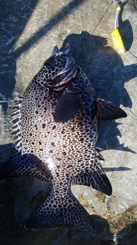 イシガキダイの釣果