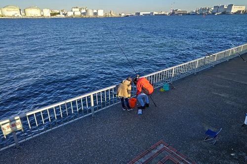 サッパの釣果