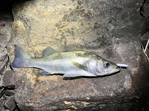 ヒラスズキの釣果