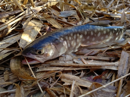 アメマスの釣果