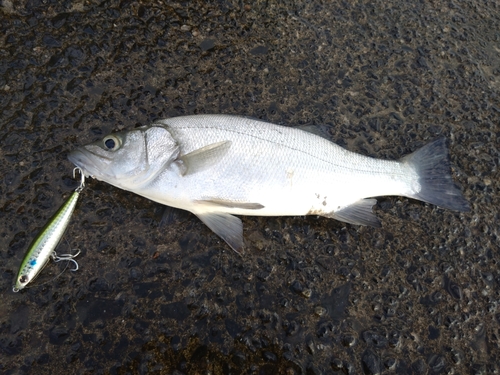 ヒラスズキの釣果