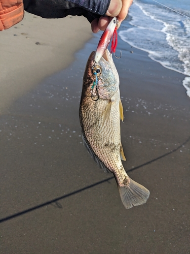 シログチの釣果