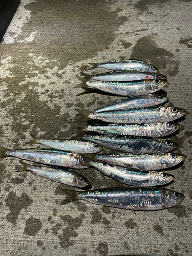 マイワシの釣果