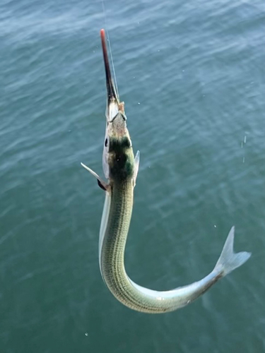 サヨリの釣果