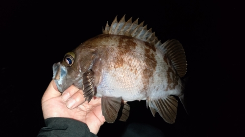 シロメバルの釣果