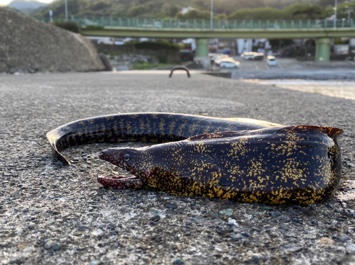 ウツボの釣果