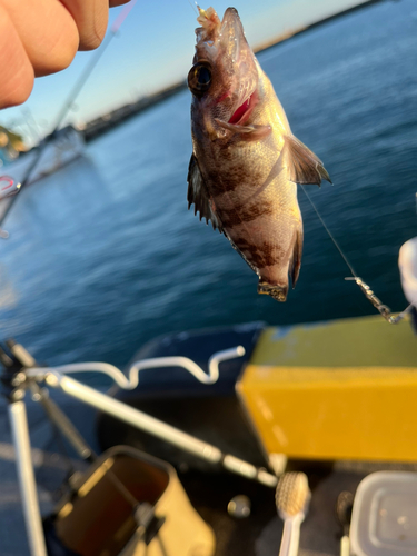 メバルの釣果