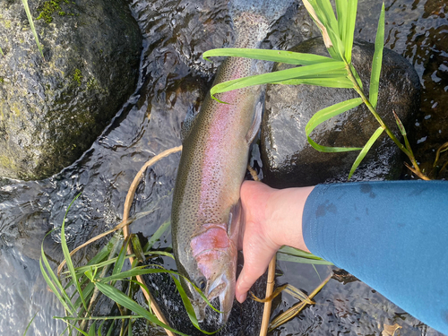 ニジマスの釣果