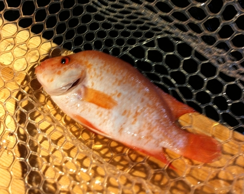 ナイルティラピアの釣果