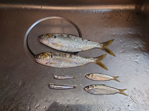 コノシロの釣果