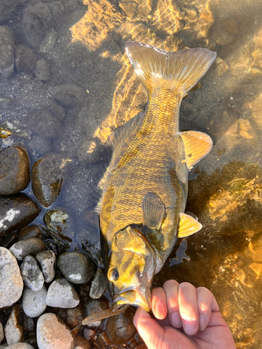 スモールマウスバスの釣果