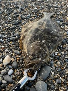 ヒラメの釣果