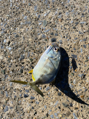 メッキの釣果