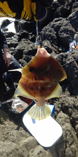 カワハギの釣果