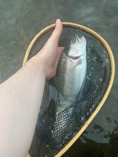 ニジマスの釣果