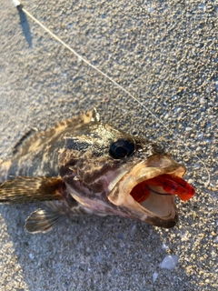 アラカブの釣果