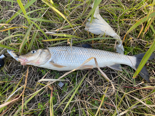 ニゴイの釣果