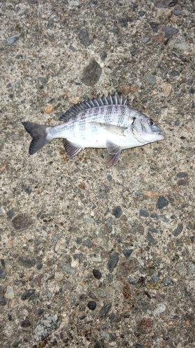 チヌの釣果