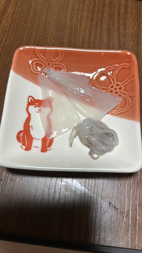 ヒイカの釣果