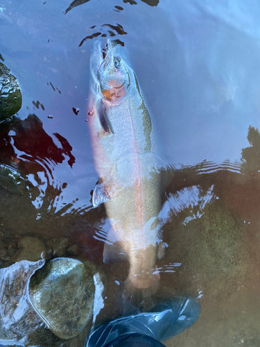 ニジマスの釣果