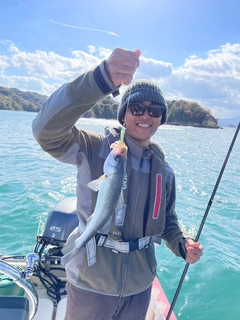 セイゴ（ヒラスズキ）の釣果