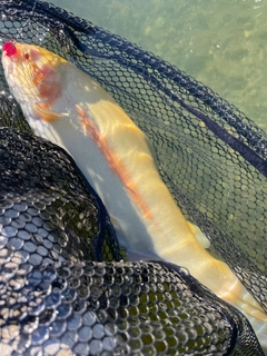 アルビノニジマスの釣果