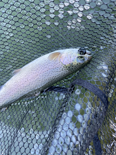 ニジマスの釣果