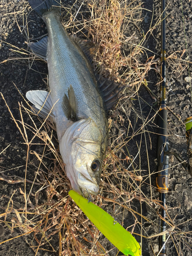 スズキの釣果