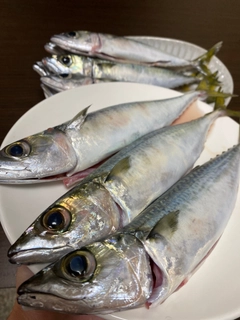 サバの釣果