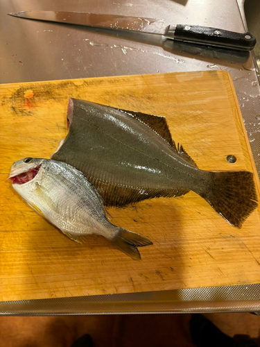 ヒラメの釣果