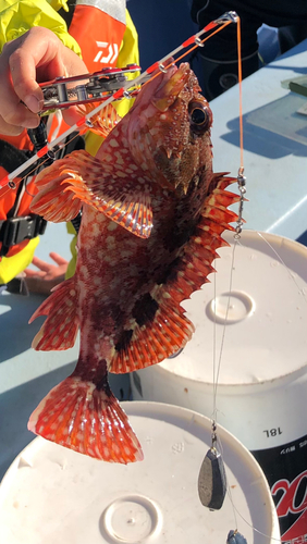 カサゴの釣果