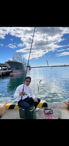 イワシの釣果