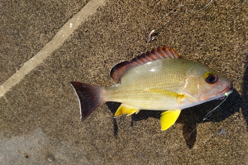 オキフエダイの釣果