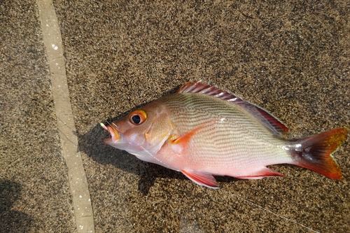 ヒメフエダイの釣果