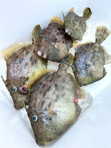 カワハギの釣果