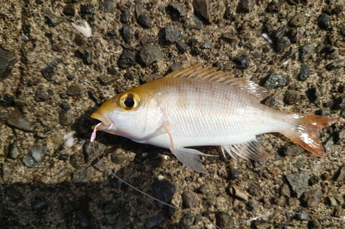 イトフエフキの釣果