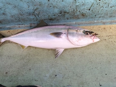 ワラサの釣果