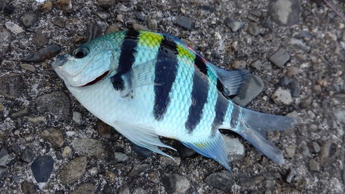 オヤビッチャの釣果