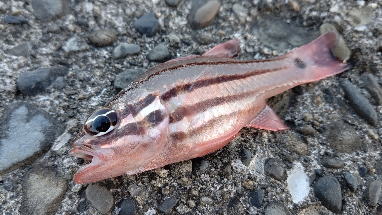 オヤビッチャ