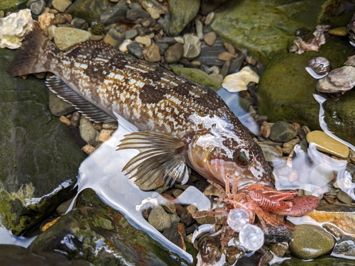 アイナメの釣果