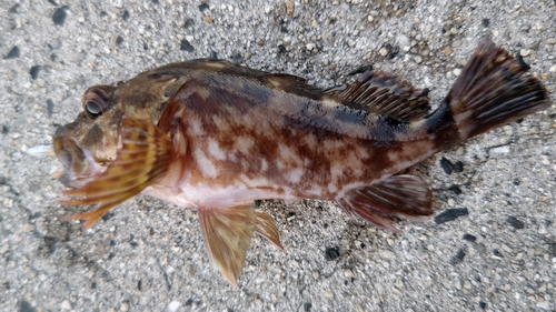 コブダイの釣果