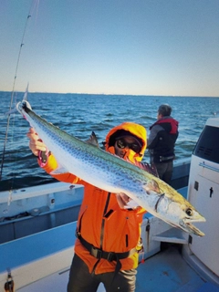 サワラの釣果