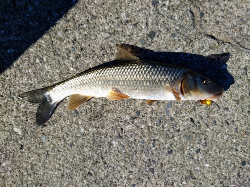 ニゴイの釣果