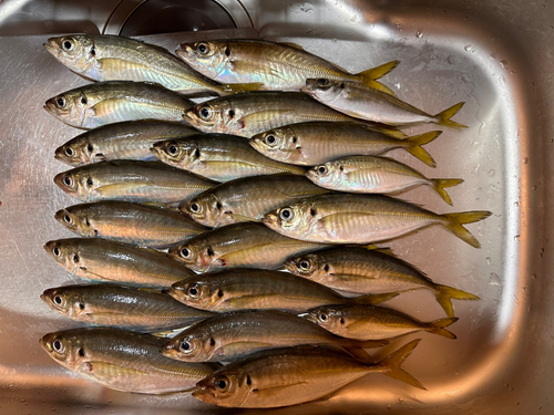 アジの釣果