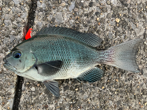 メジナの釣果