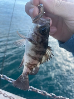 クロメバルの釣果