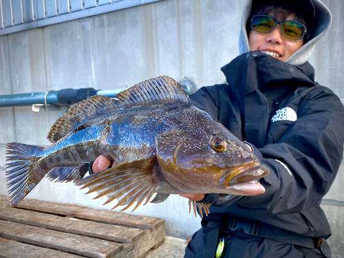 アイナメの釣果