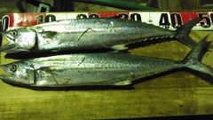 サゴシの釣果